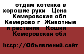 отдам котенка в хорошие руки › Цена ­ 1 - Кемеровская обл., Кемерово г. Животные и растения » Кошки   . Кемеровская обл.